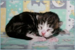 Male Siberian Kitten from Deedlebug Siberians